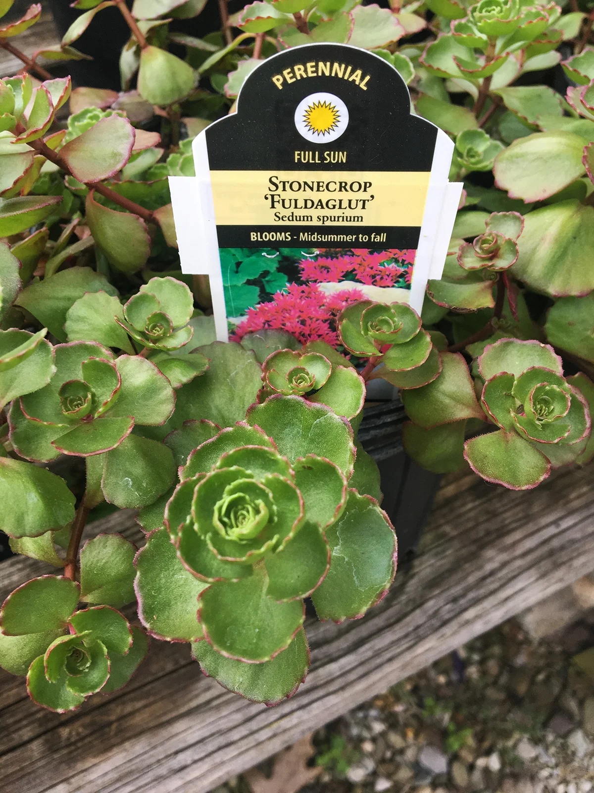 Stonecrop Fuldagut