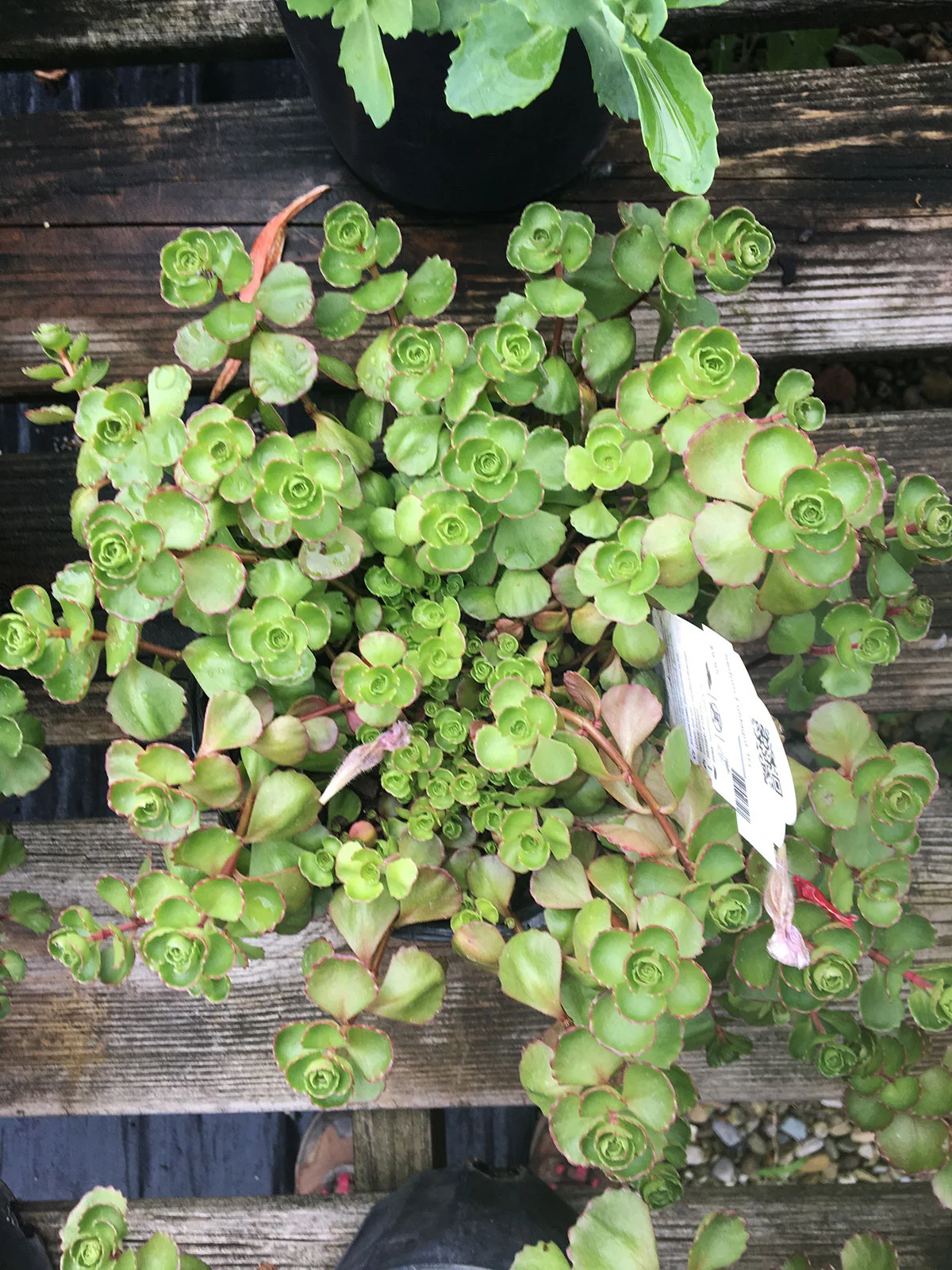 Stonecrop Fuldagut