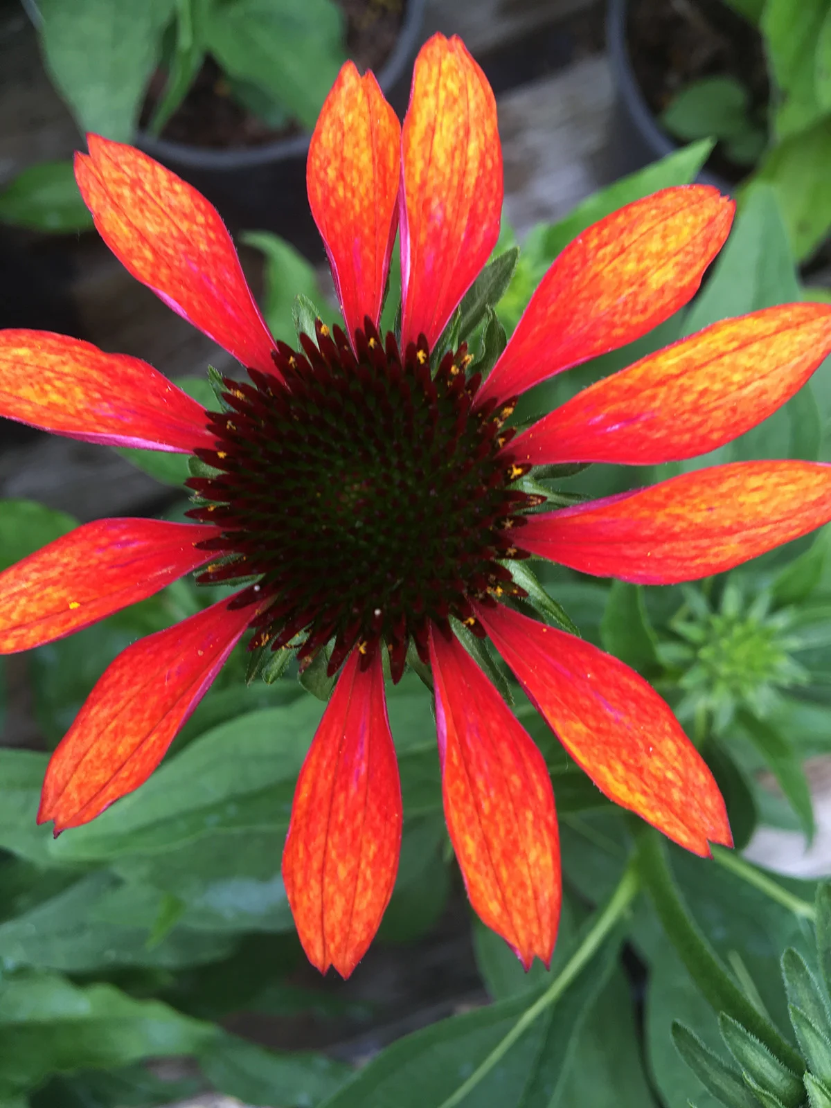 Cone Flower 'Cheyenne Spirit'