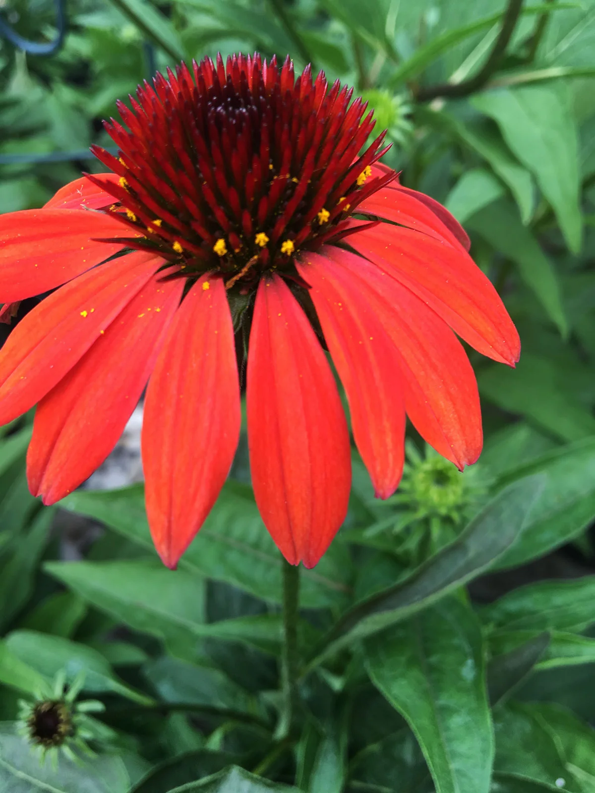 Cone Flower 'Cheyenne Spirit'