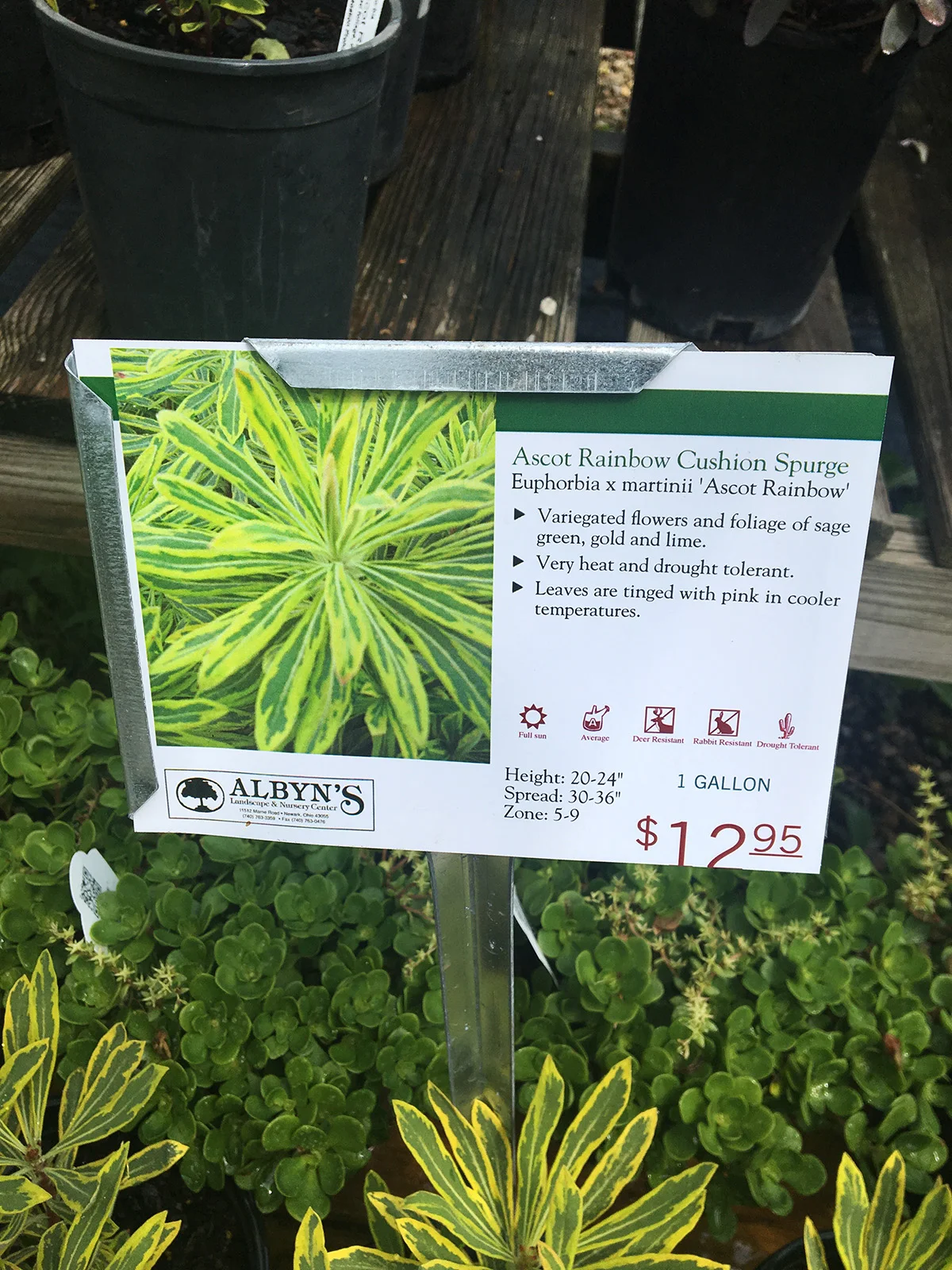Ascot Rainbow Cushion Spurge