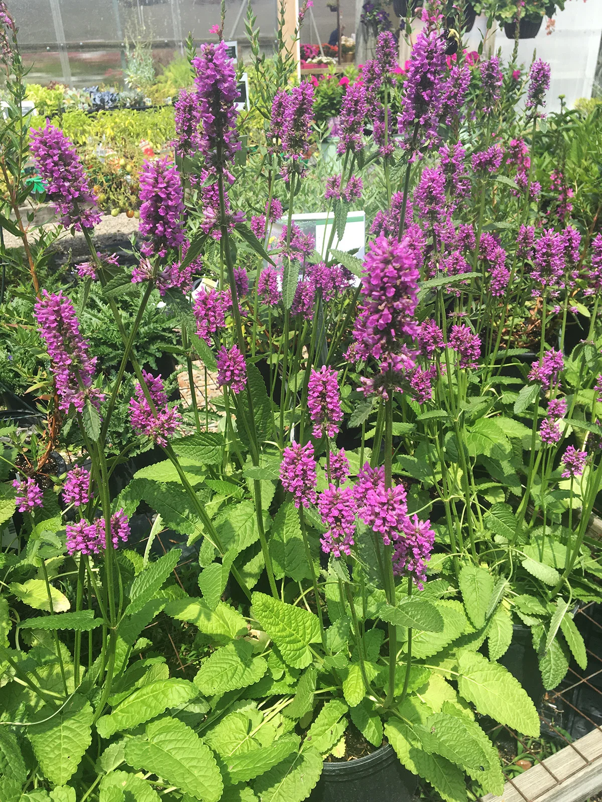 Betony Woundwort