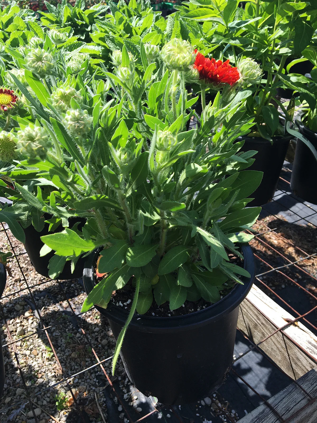 Fanfare Blaze Blanket Flower
