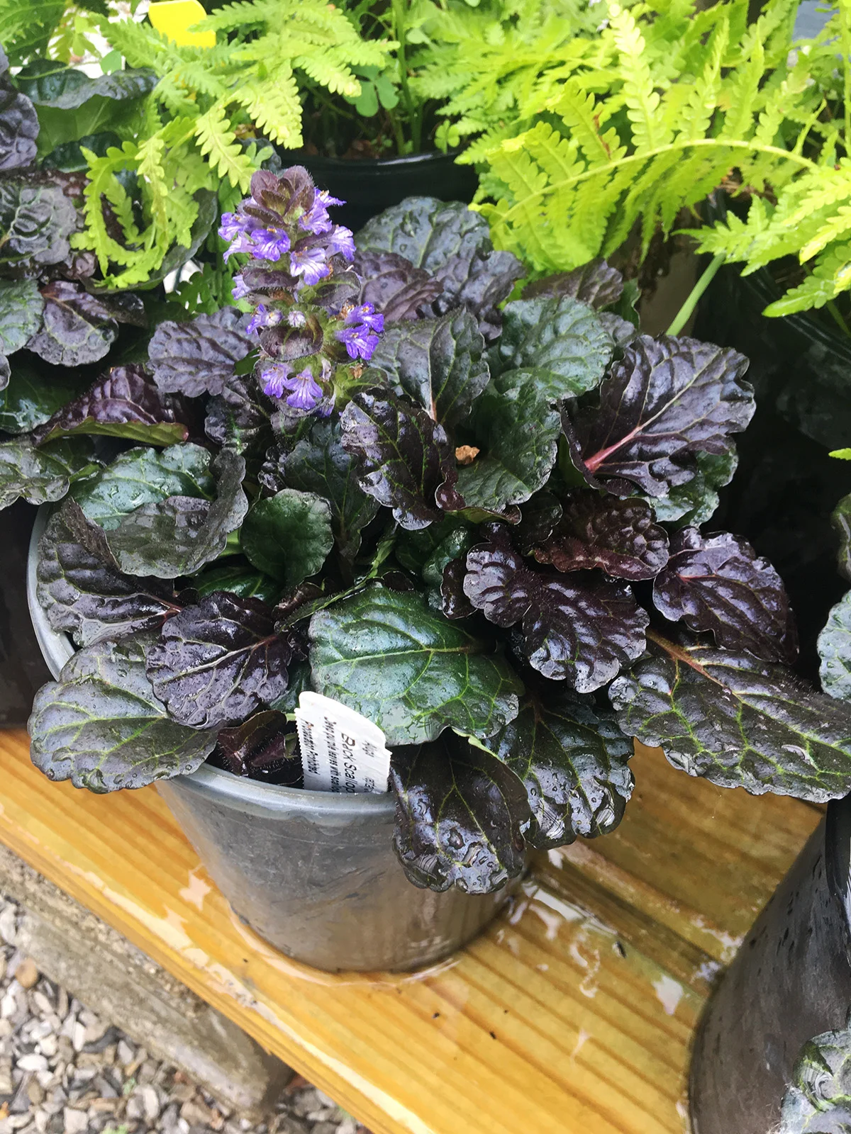 Buglewood Black Scallop