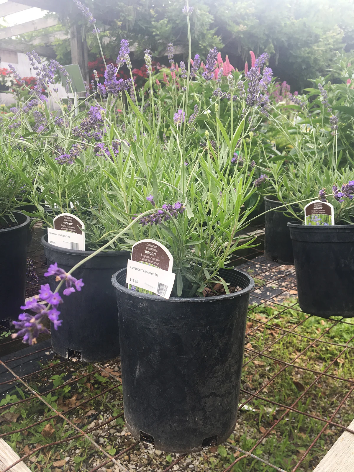 Lavender 'Hidcote'