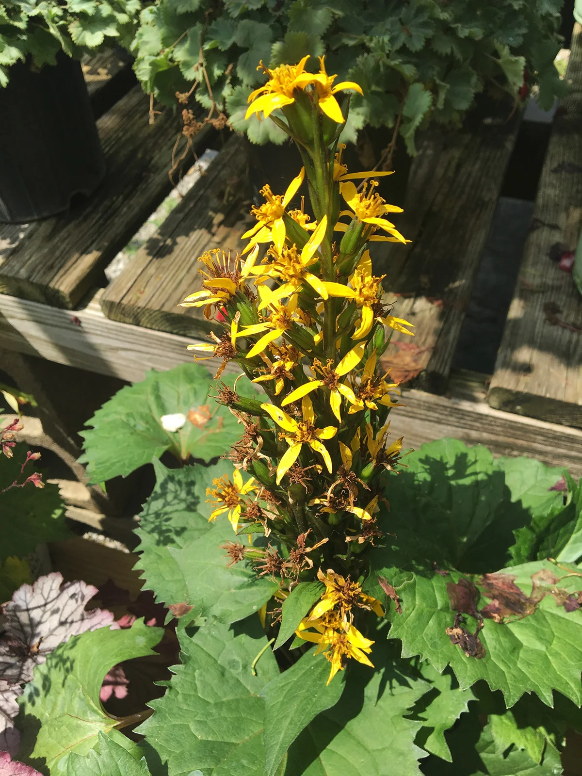 Leopard Plant 'Bottle Rocket'
