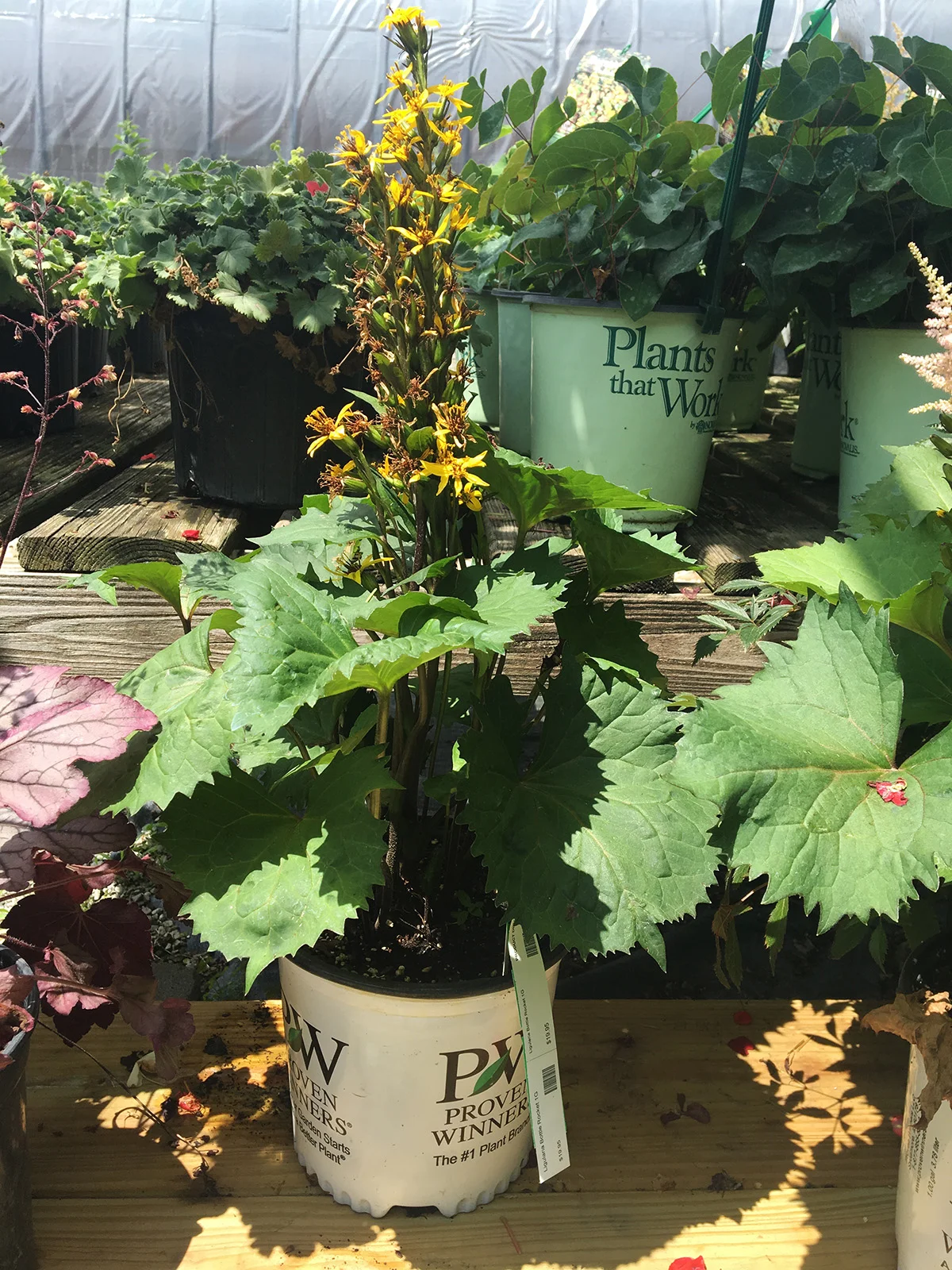 Leopard Plant 'Bottle Rocket'