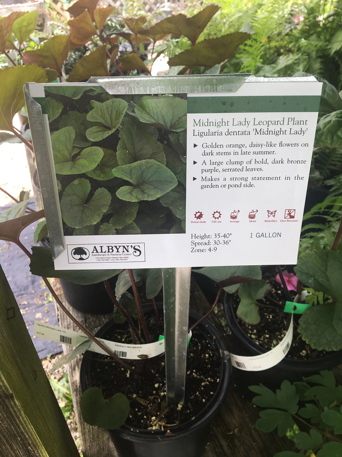 Bigleaf Ligularia 'Midnight Lady'