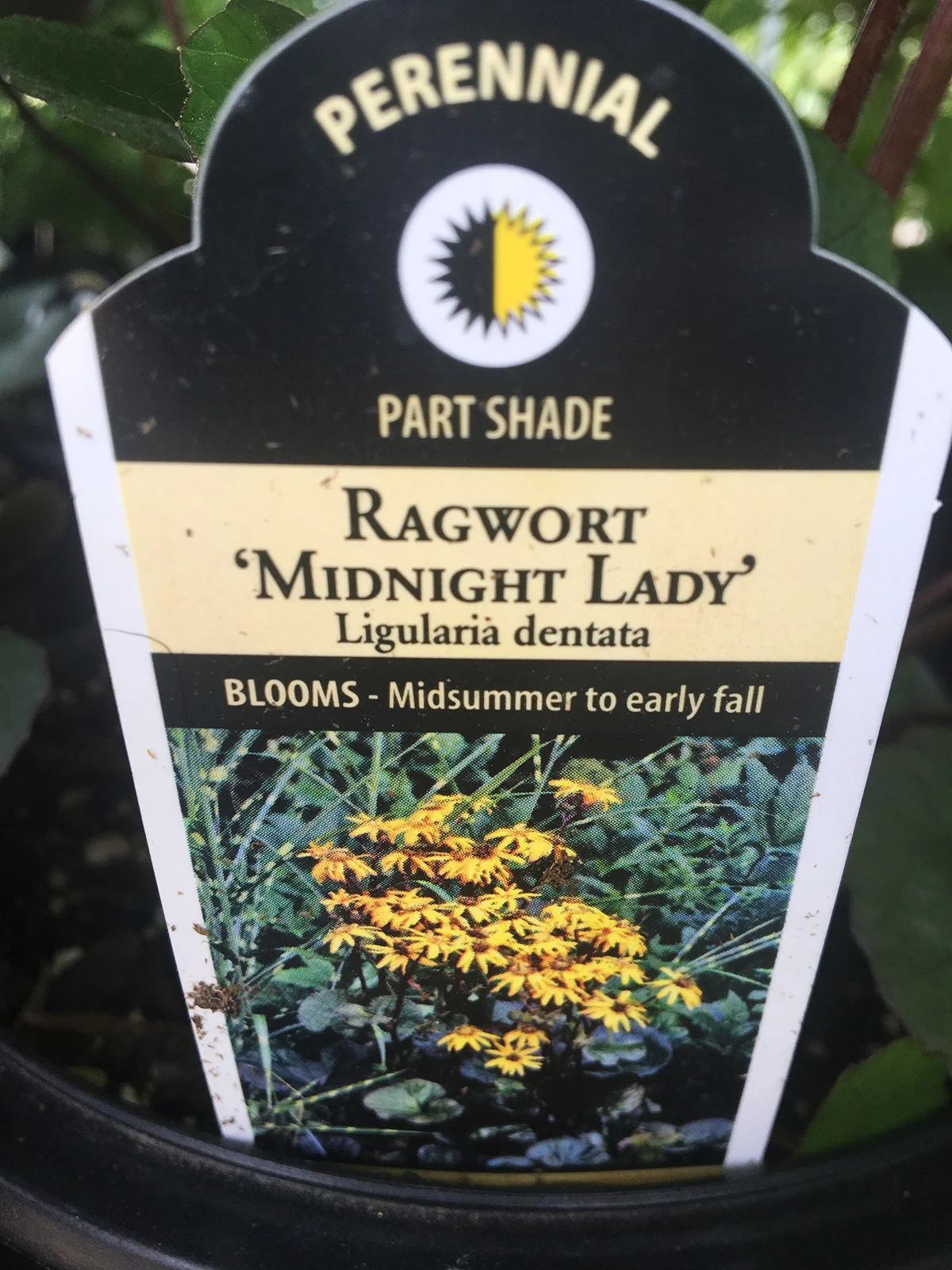 Bigleaf Ligularia 'Midnight Lady'