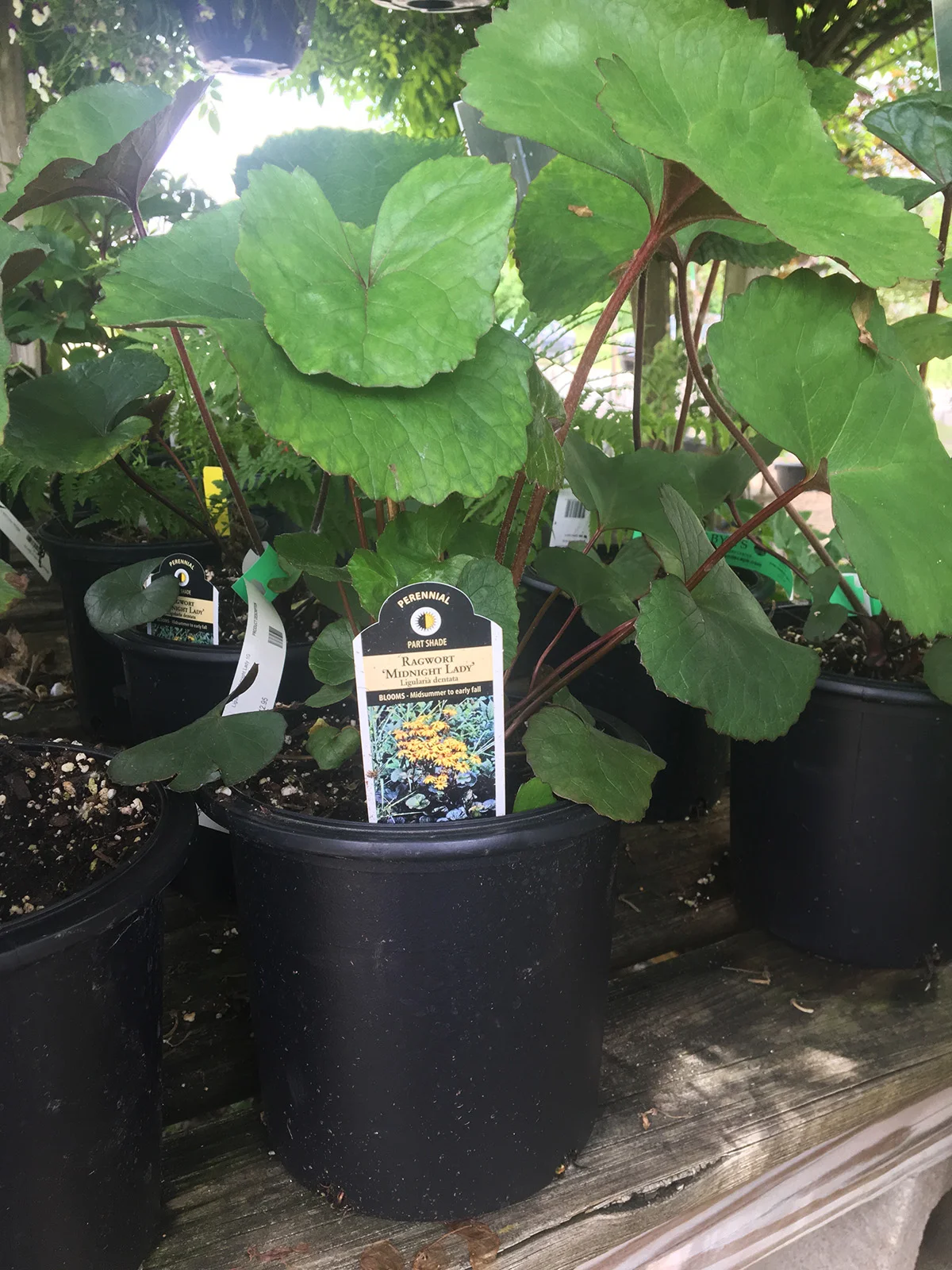 Bigleaf Ligularia 'Midnight Lady'