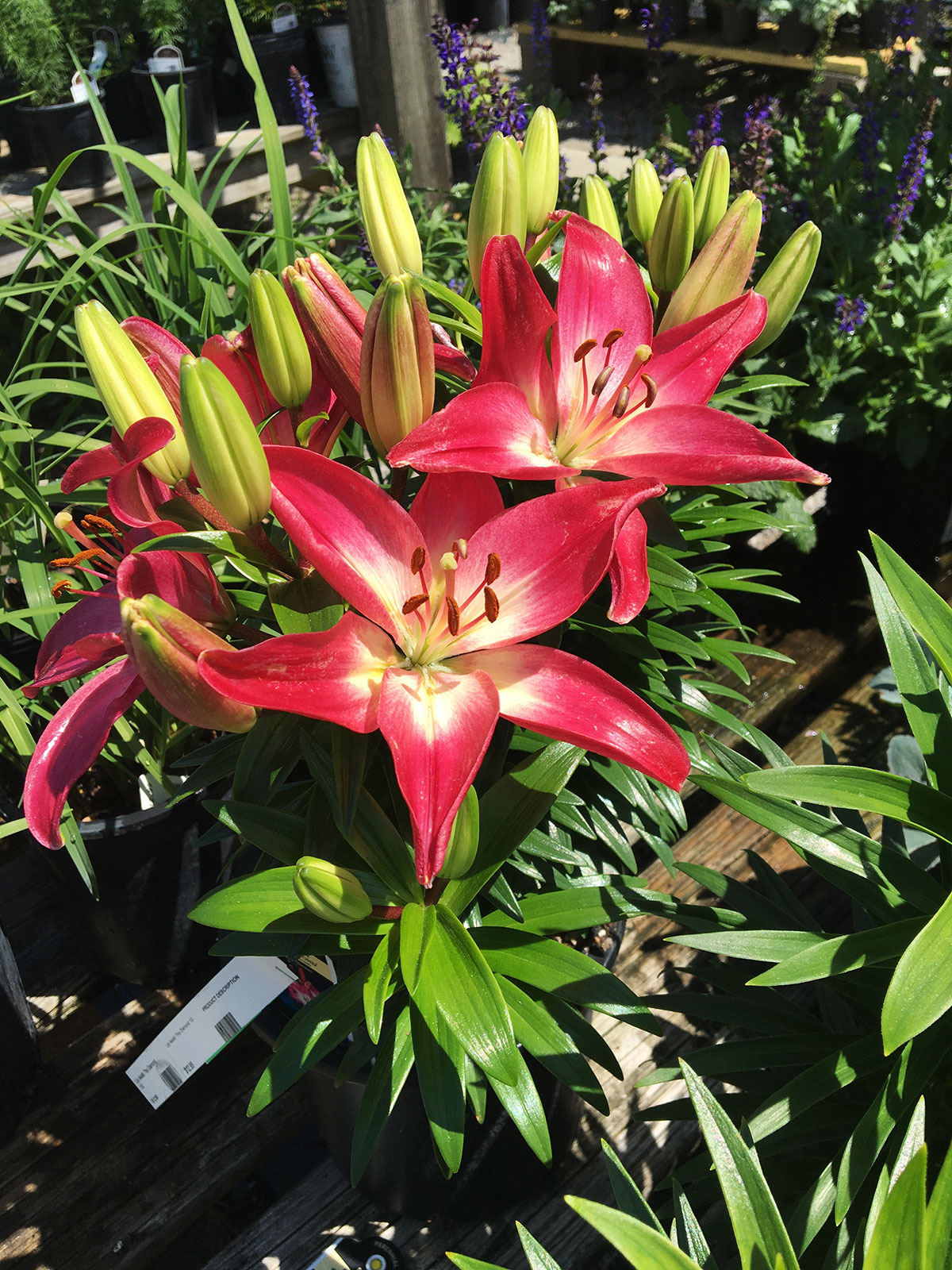 Lily Tiny Diamond