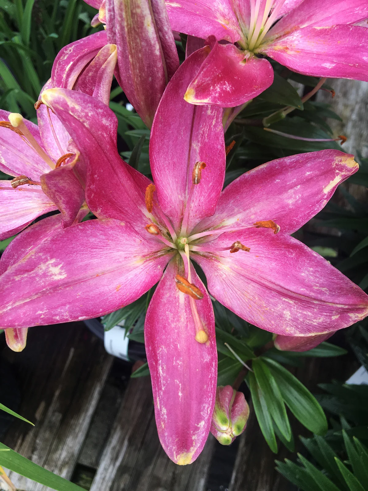 Lily Tiny Diamond