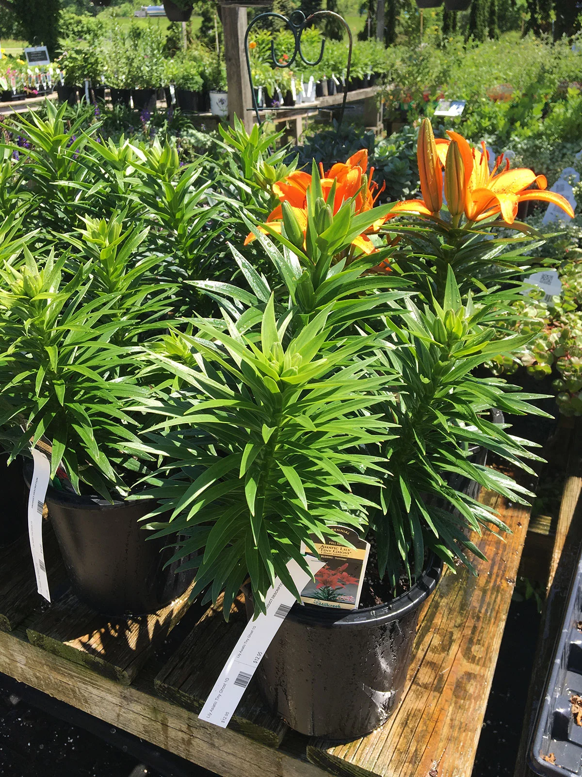 Lily Tiny Invader