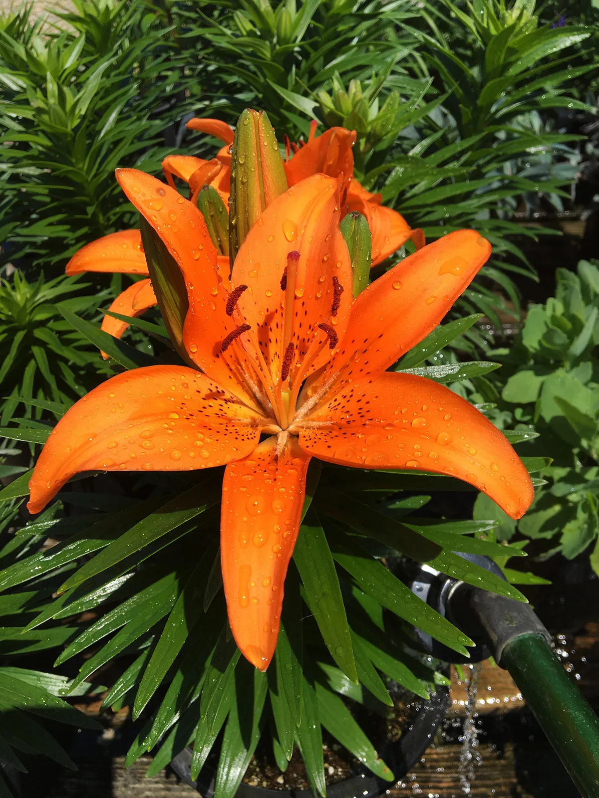 Lily Tiny Invader