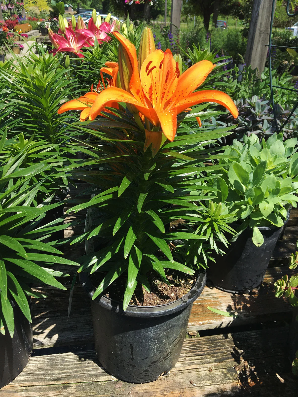 Lily Tiny Invader