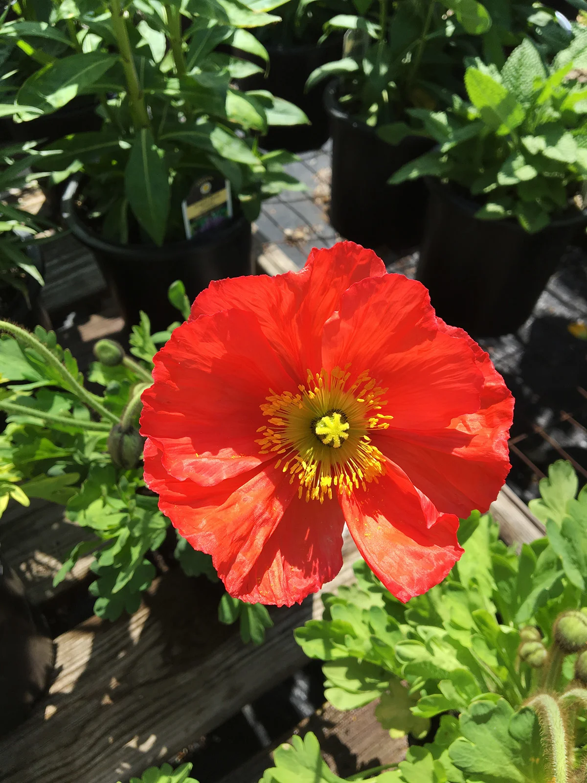 Poppy Iceland Champagne Bubbles