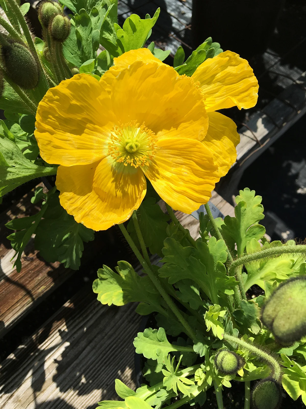 Poppy Iceland Champagne Bubbles