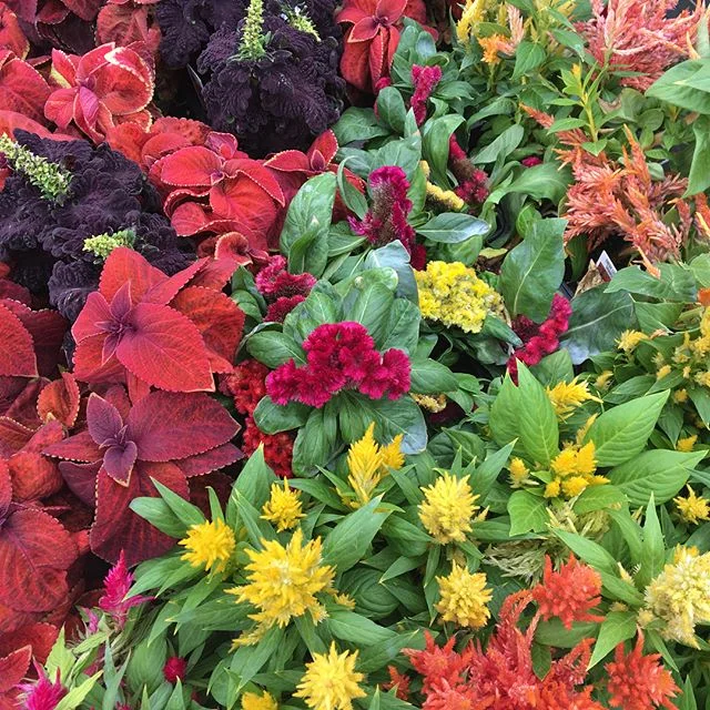 Buy 1 get 1 FREE!!!Super Greenhouse SALE! 🙌🏻🌿🌳🐛🌱 .
.
.
.
.
On ALL annuals | quart perennials | succulents