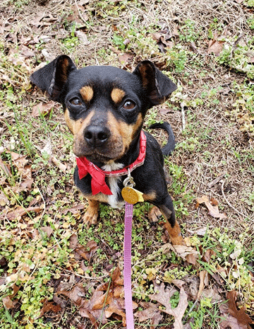 Madison Journal Today: MOAS charges ahead in its animal saving efforts