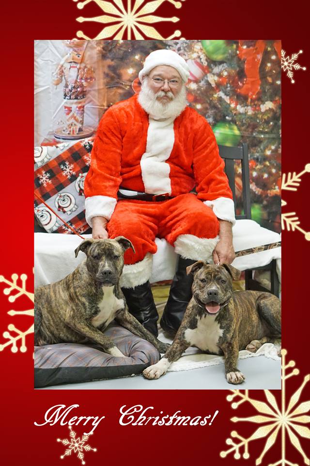 Santa & dogs.jpg