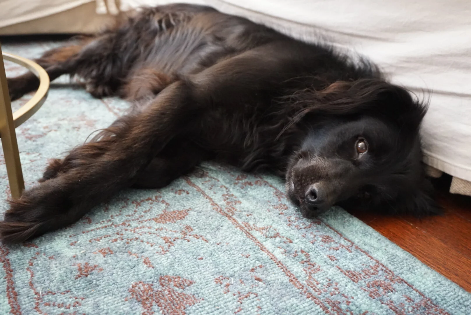 What Happens to Your Pets When You Die?