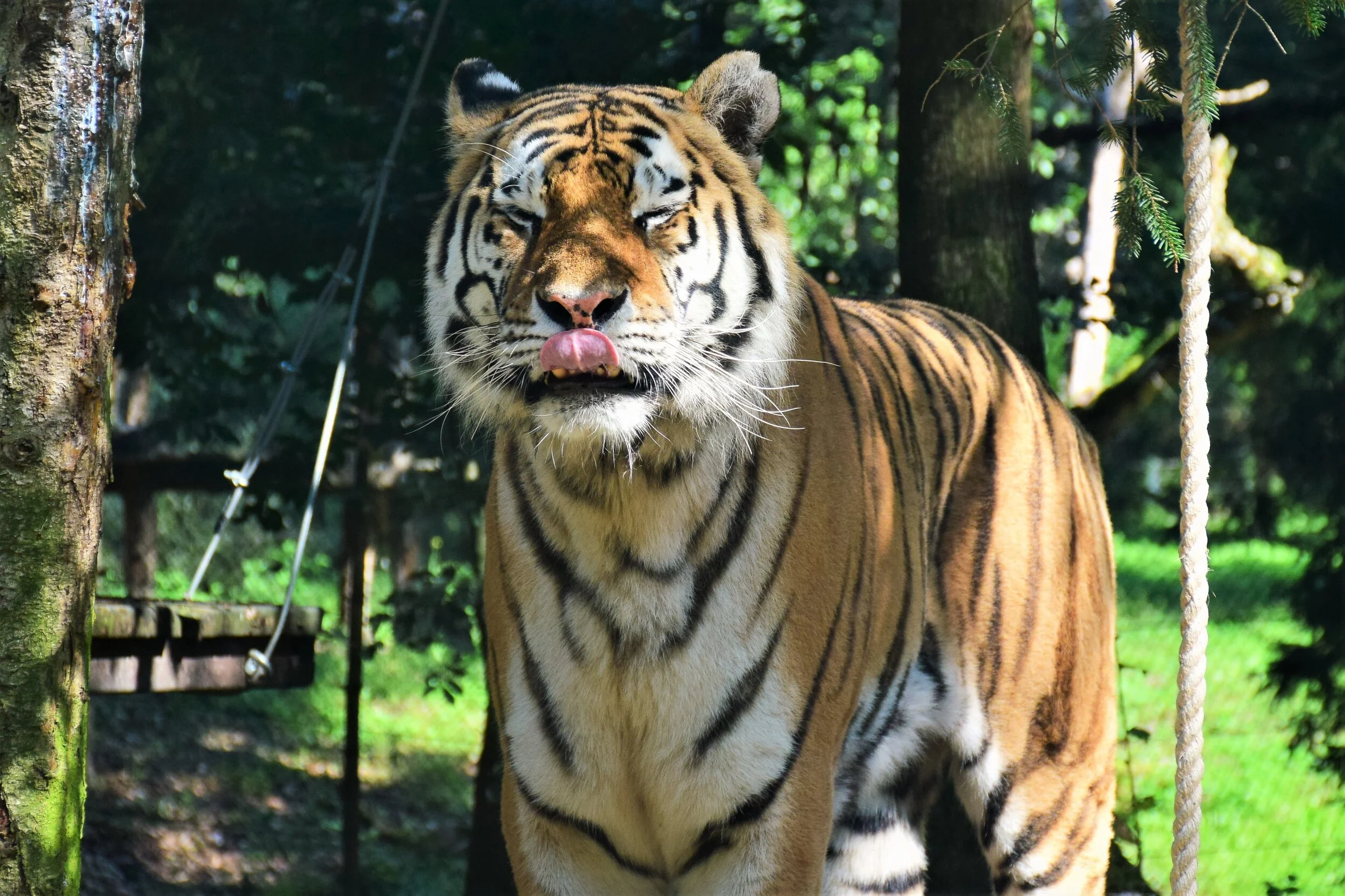 What the Netflix Series Tiger King Can Teach You About Estate Planning-Part 2
