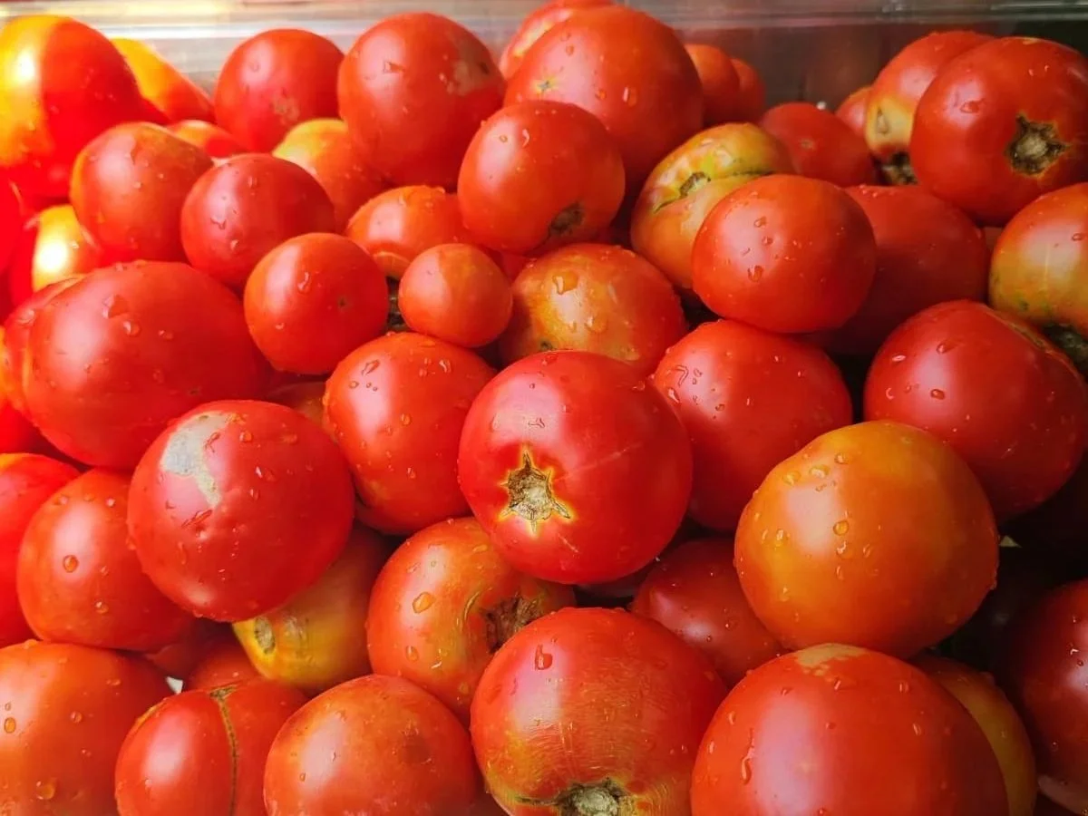 Fresh+Tomatoes+06.23.26.jpg