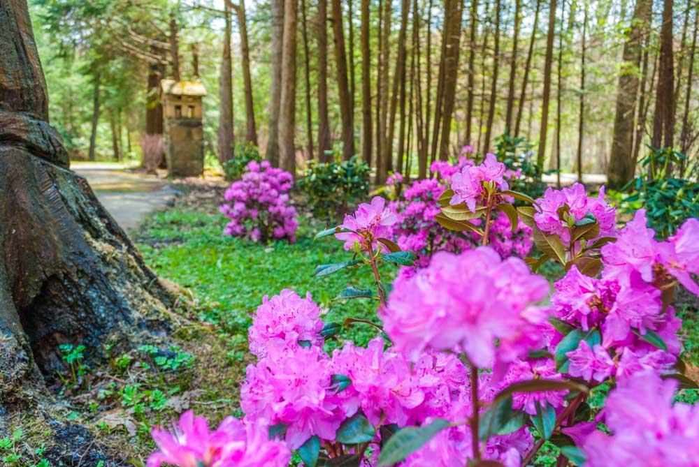 Fern Landscaping-48.jpg