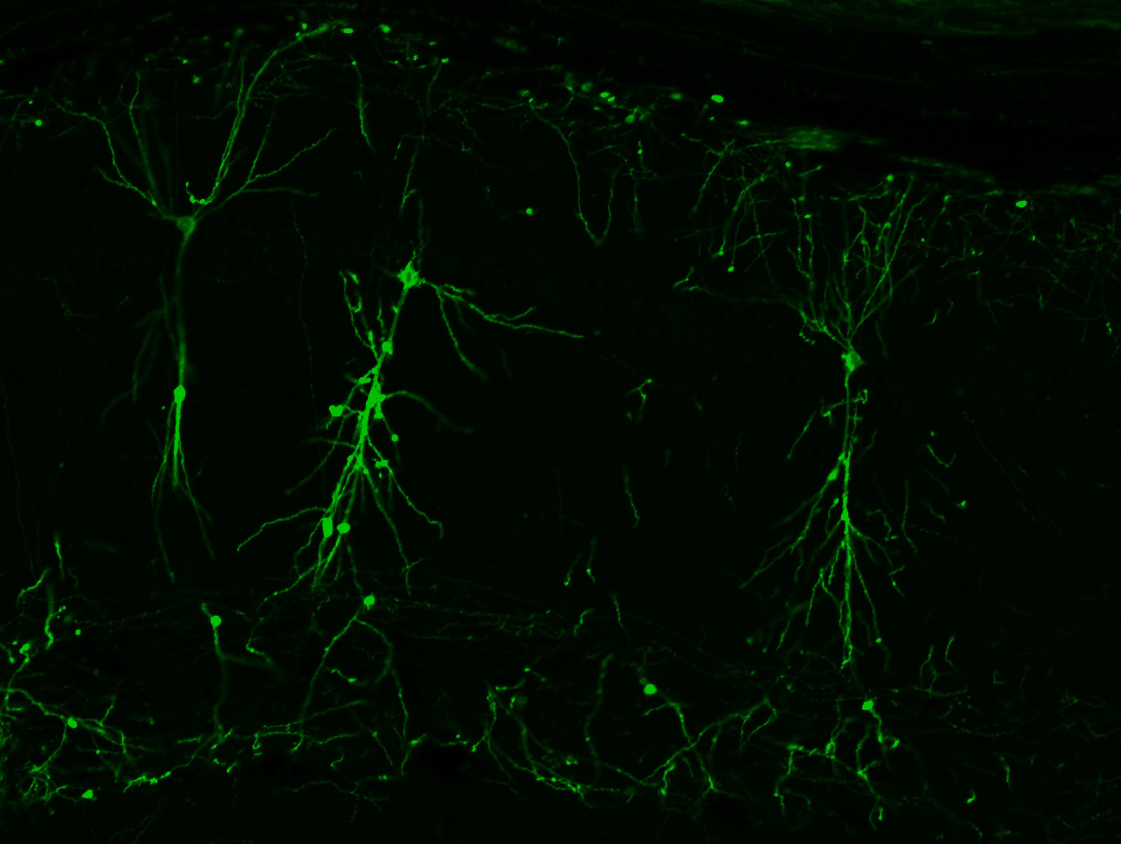 WGA-Cre Example Image.jpg