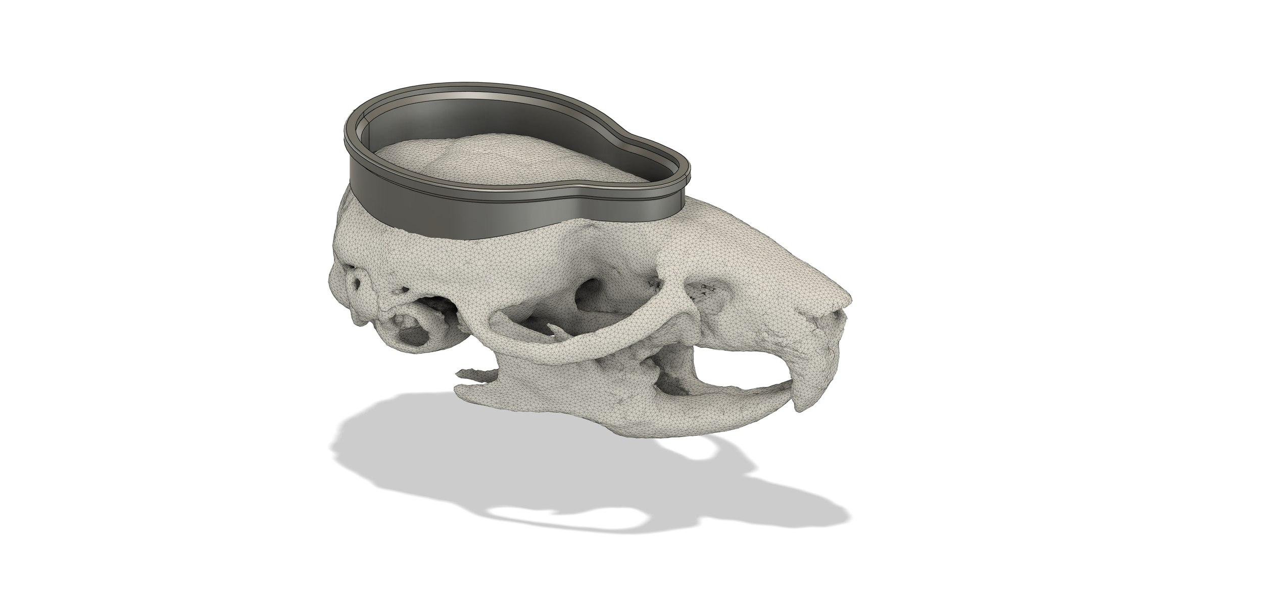 3D rendering of an animal skull with a plastic pet food bowl on top, casting a shadow on a white background.