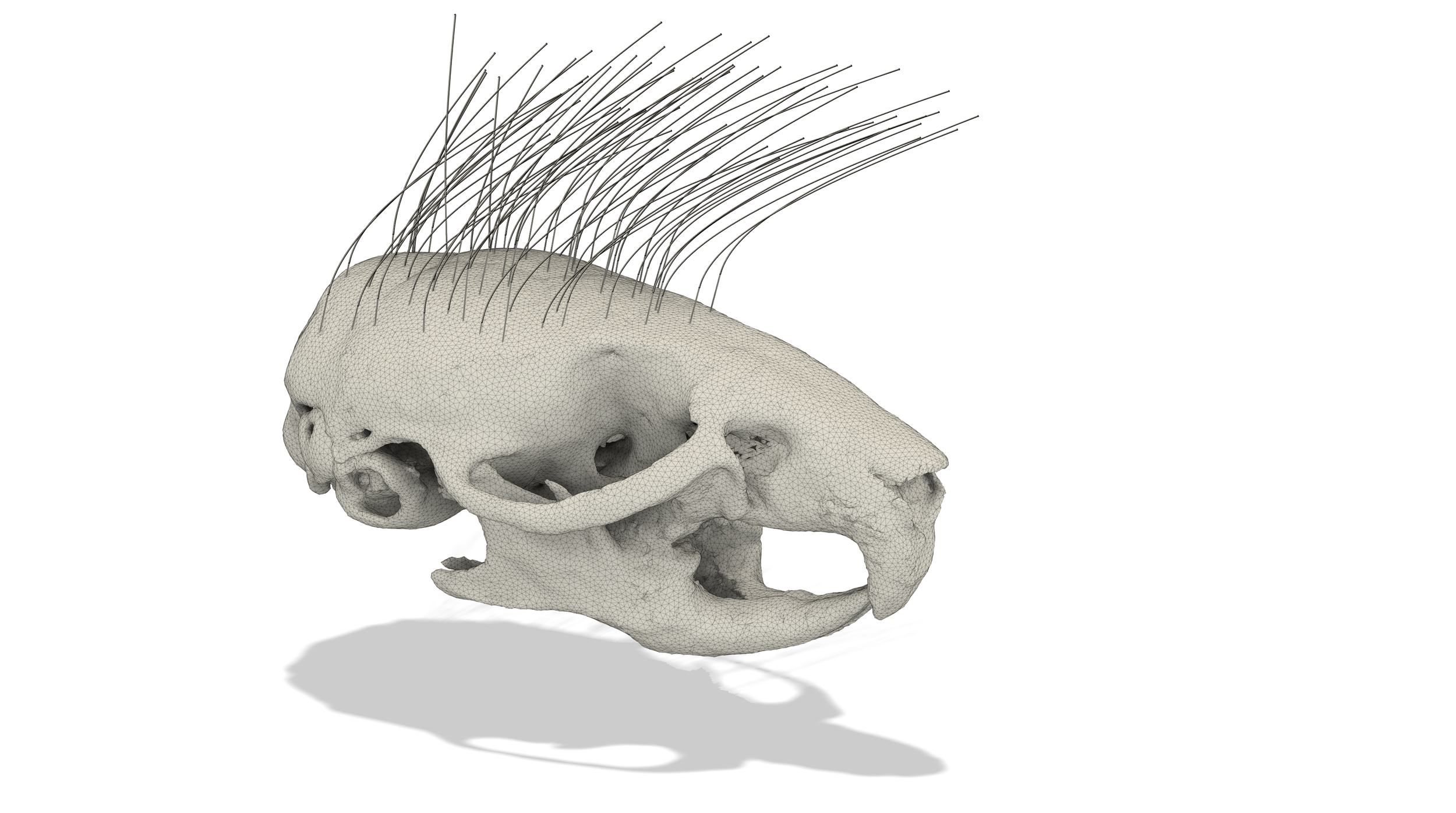 3D digital model of a small animal skull with long whiskers, showing detailed bone structure and jaw cavity.