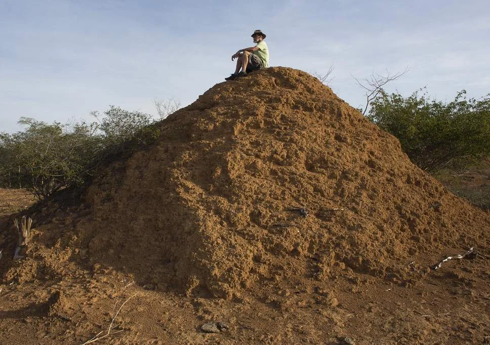 Giant termite mound