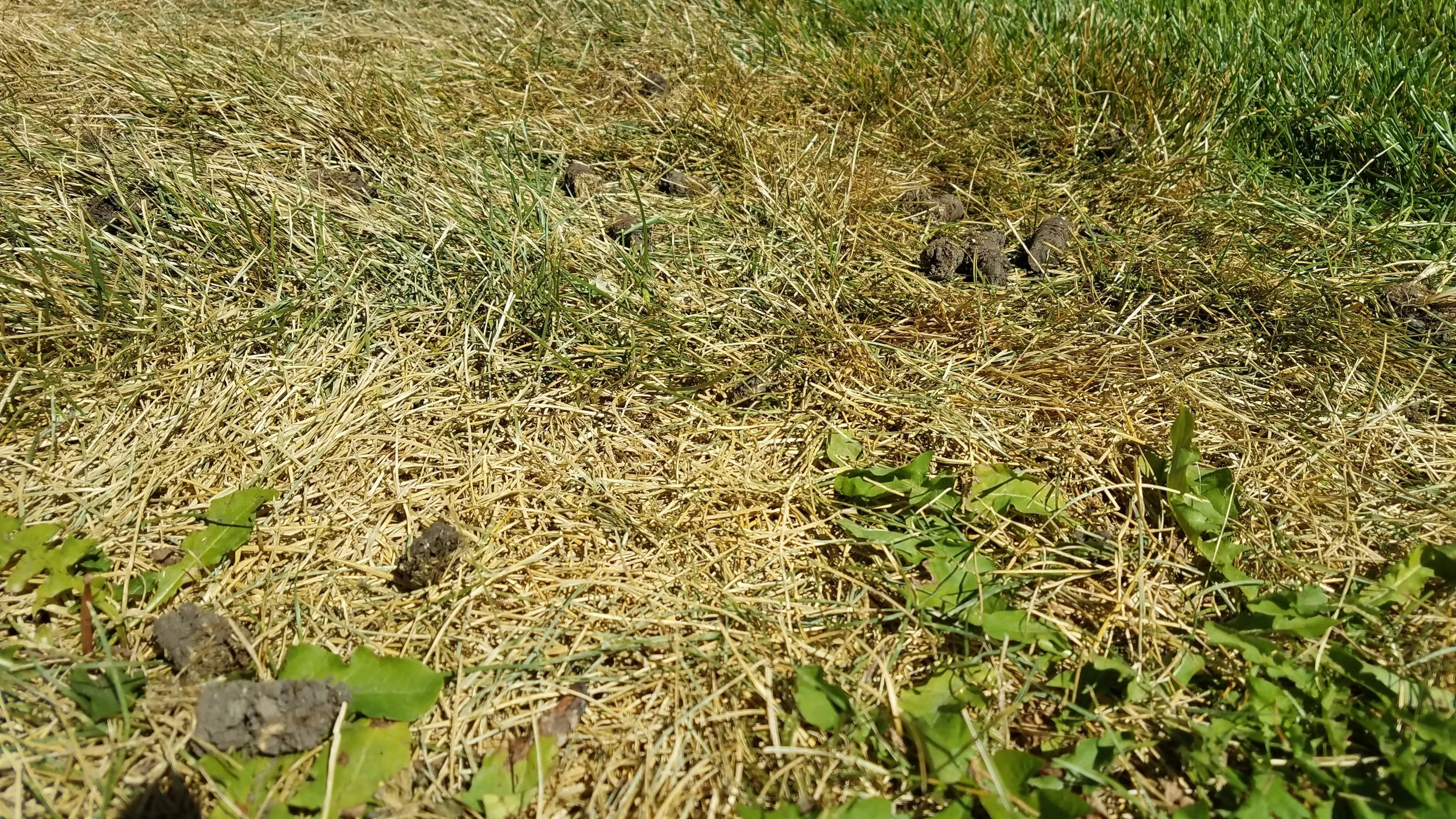 This section has not been getting proper water coverage all summer and look who moved in…