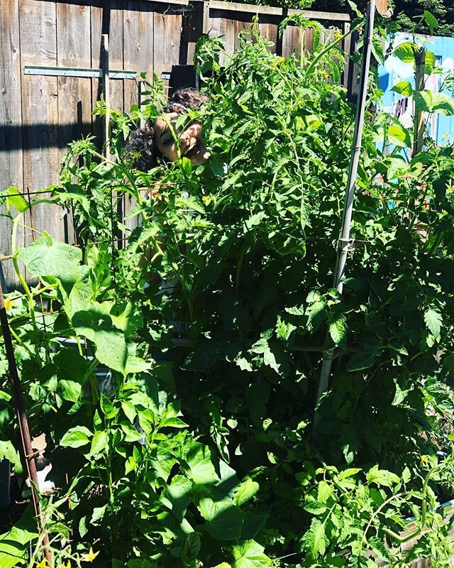 When it feels like the world is out of control, growing your veggies give you some semblance of normalcy. 
#covidgardening 
#urbanfarming 
#maxsea