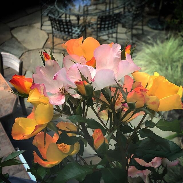 Our Montclair client just sent this picture to me 🥰 
This Flutterby climber was being shaped into a lollipop!
3 years later it&rsquo;s now reached the second floor windows!

#roses
#gardens
#rosegardens
#landscapedesign 
@katherinebeckner 
@somepeop