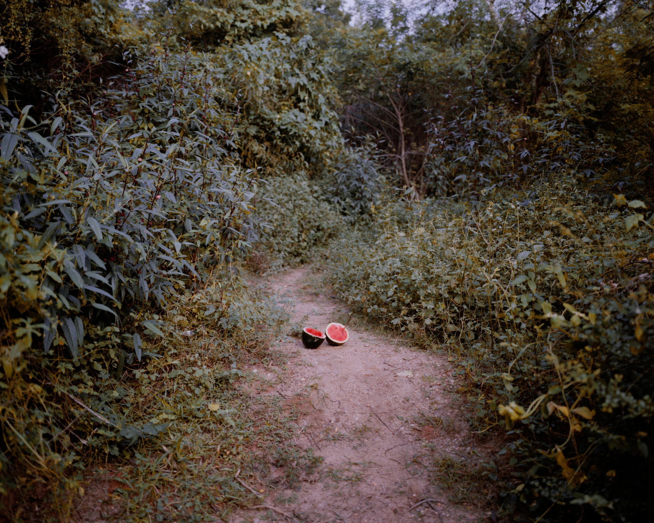 Watermelon with a fork. Full Shade/Half Sun. Image by Néha Hirve.