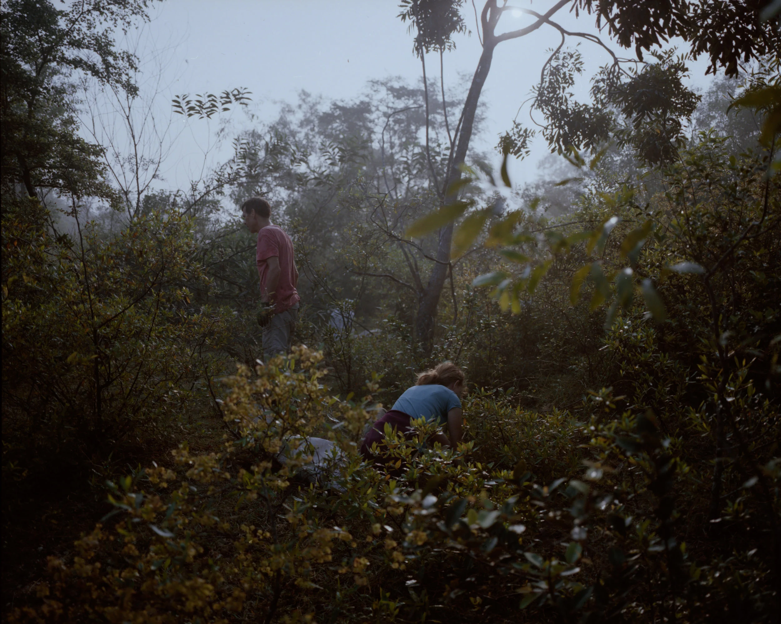 Pierre and Marianne hunting for old saplings. Full Shade/Half Sun. Image by Néha Hirve.