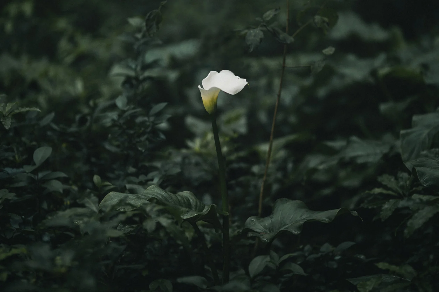 From the series Shinrin-yoku .