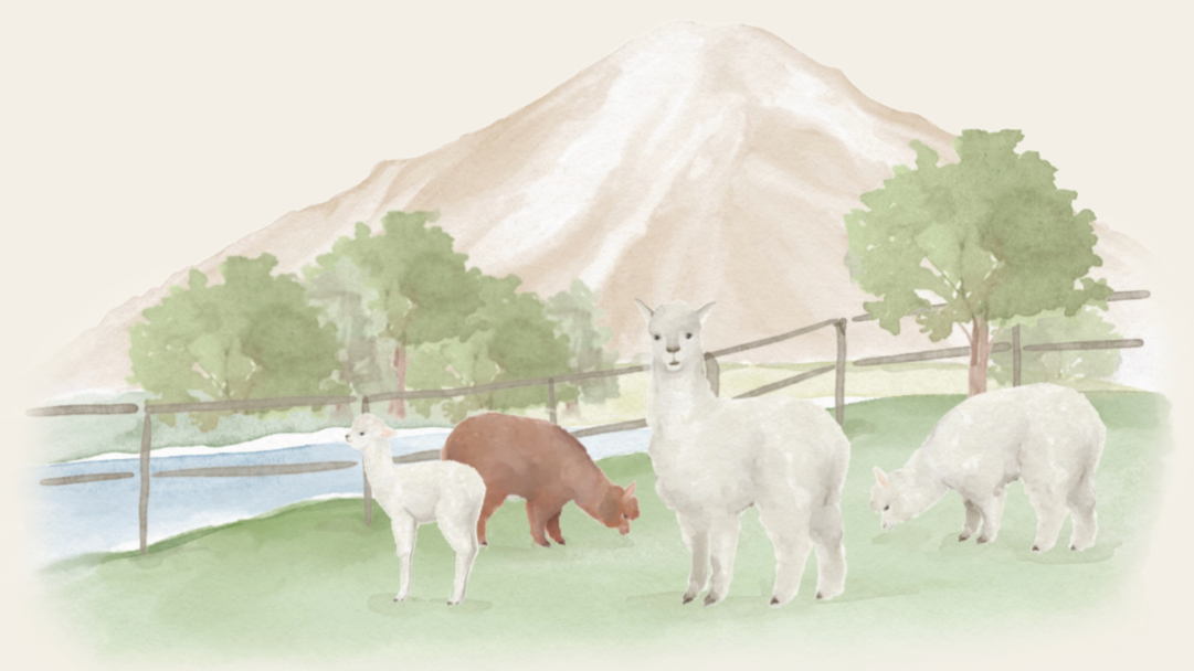 Alpaca Farm, Cusco, Peru