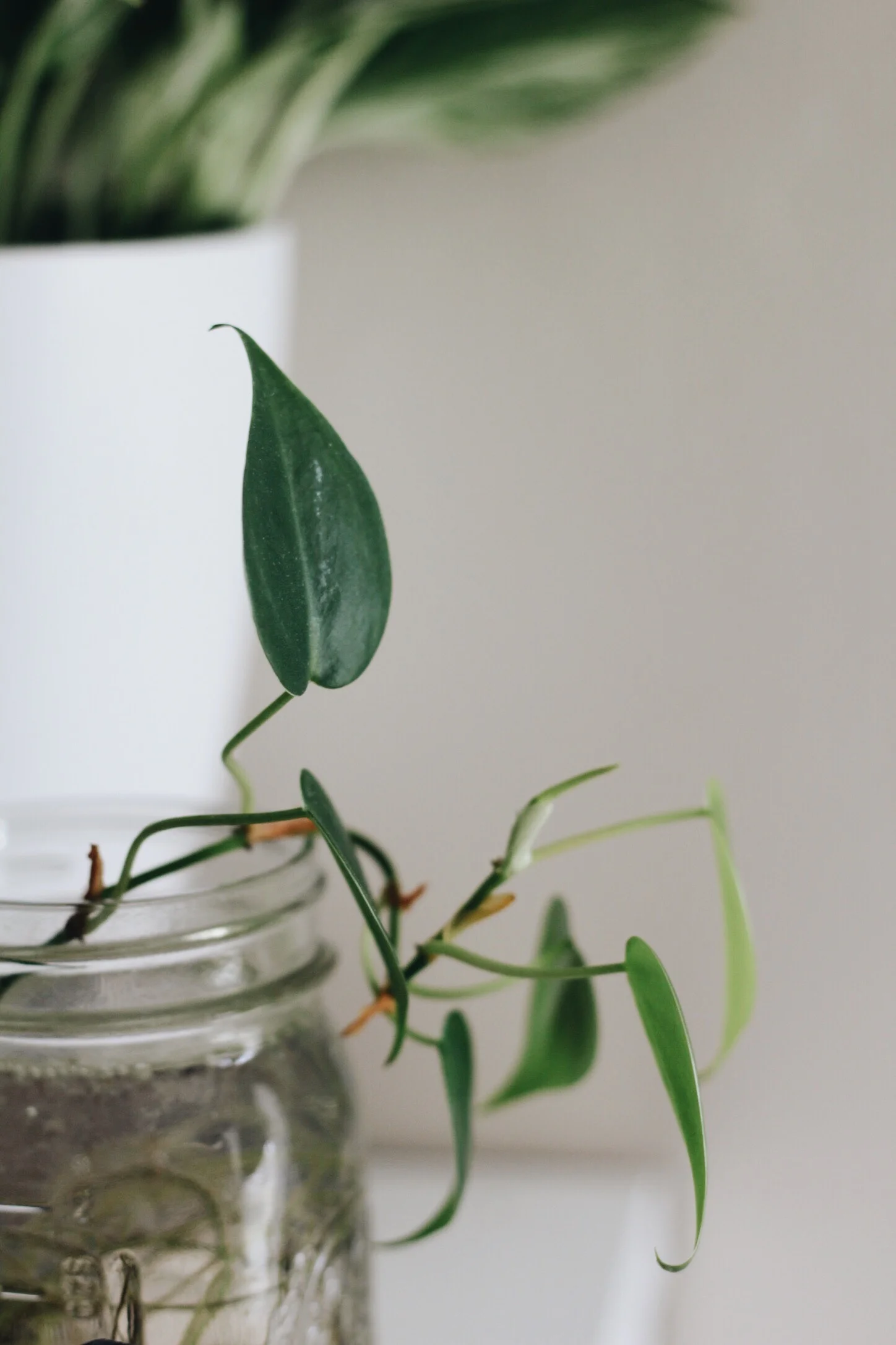 Here is where you realize that this post was actually just an excuse to post pretty pictures of a few of my plant babies.