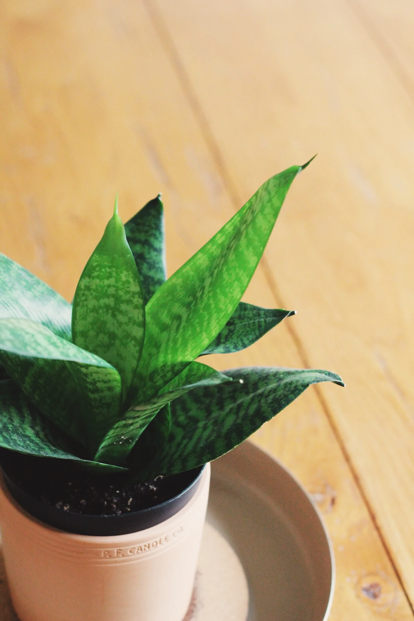 sansevieria.jpg