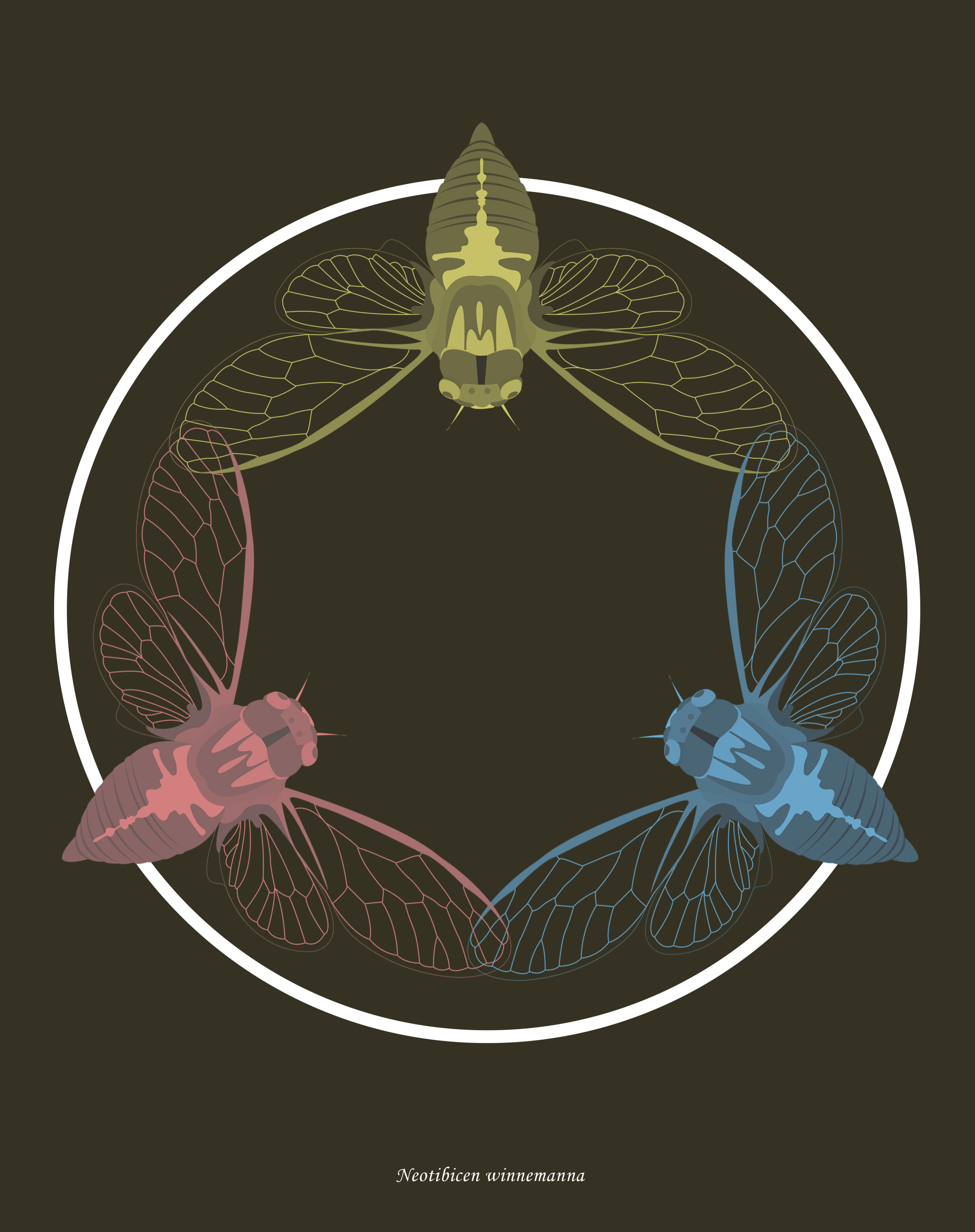 Neotibicen winnemanna6.jpg