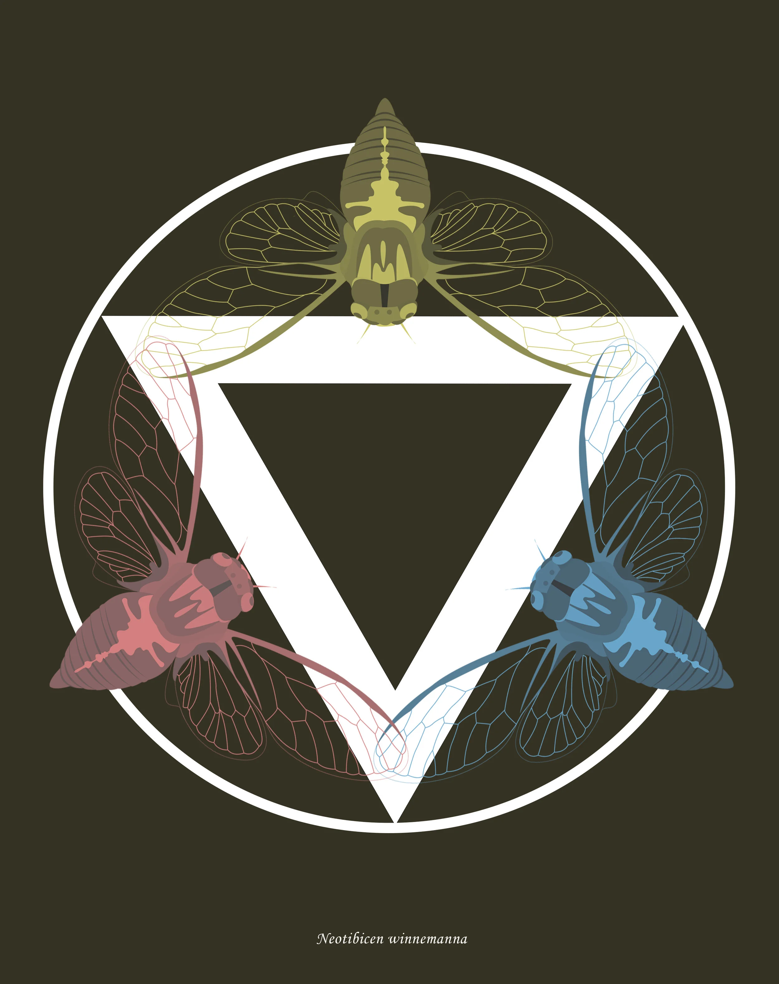 Neotibicen winnemanna7.jpg