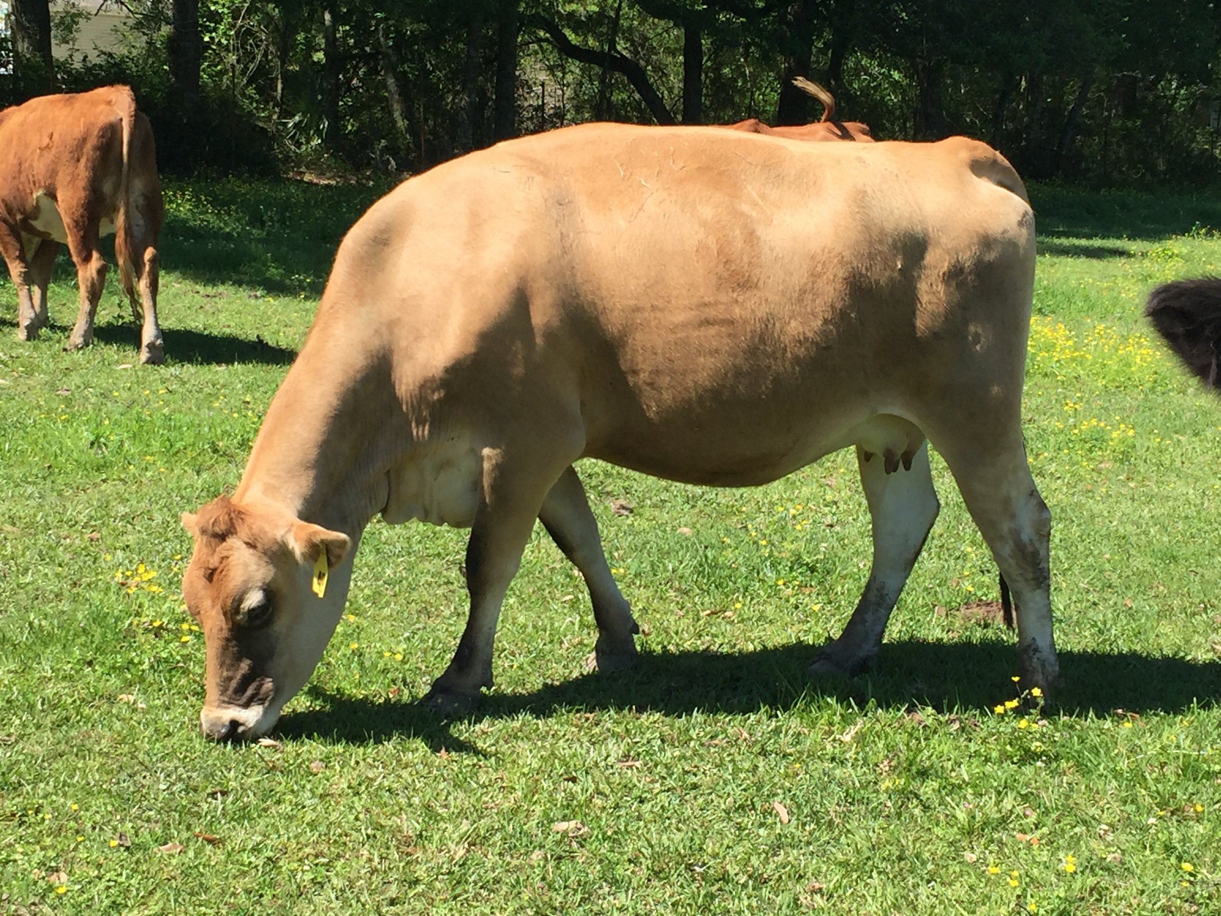 Contact Us — Ruff N Tuff Farms