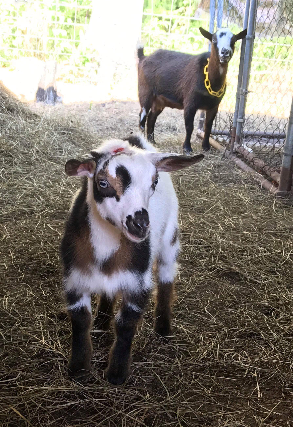 Goats — Ruff N Tuff Farms