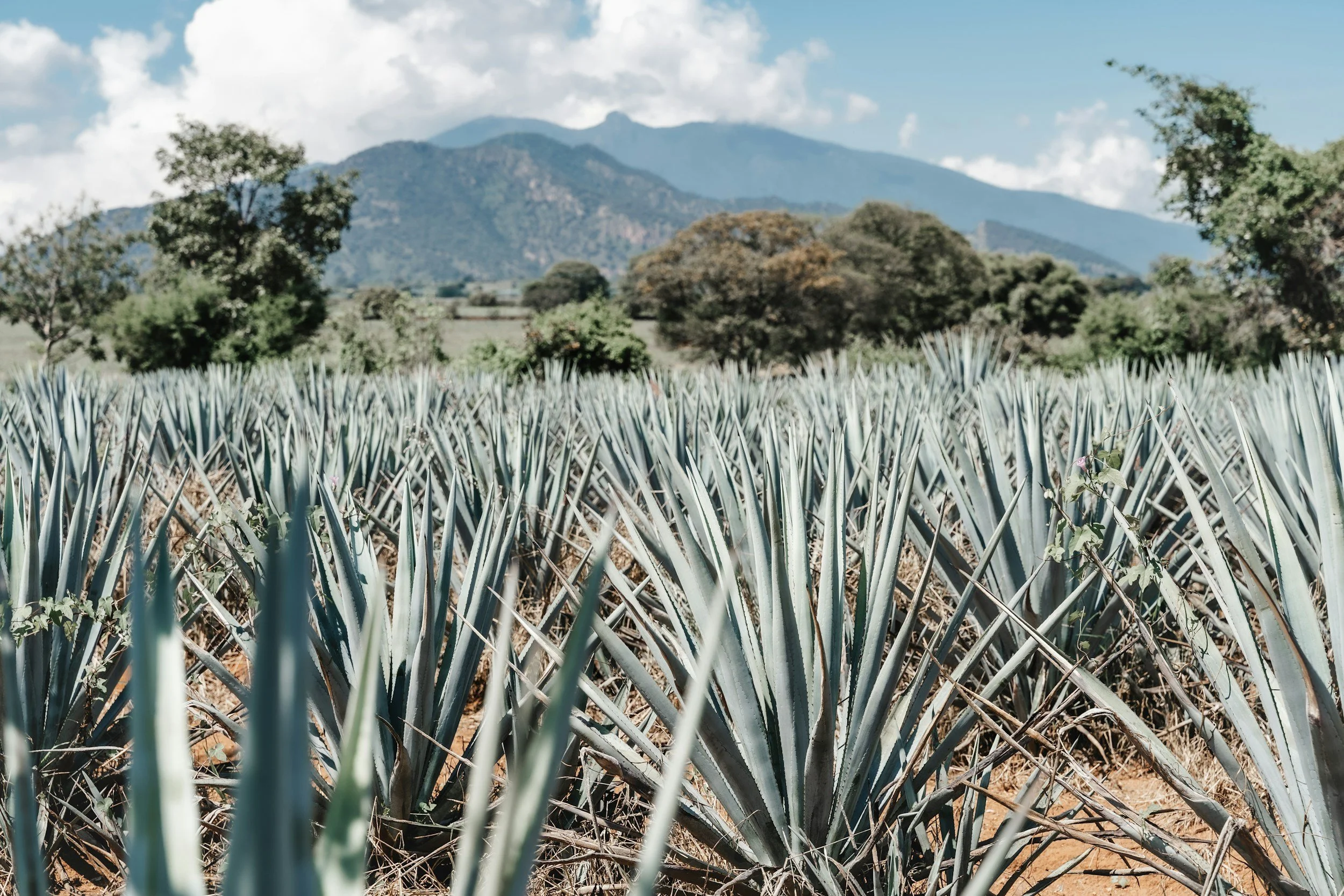 Agave Reposado Release 