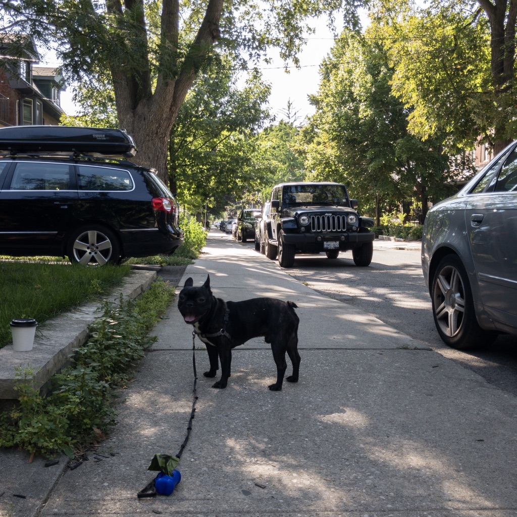 French Bulldog in Roncesvalles
