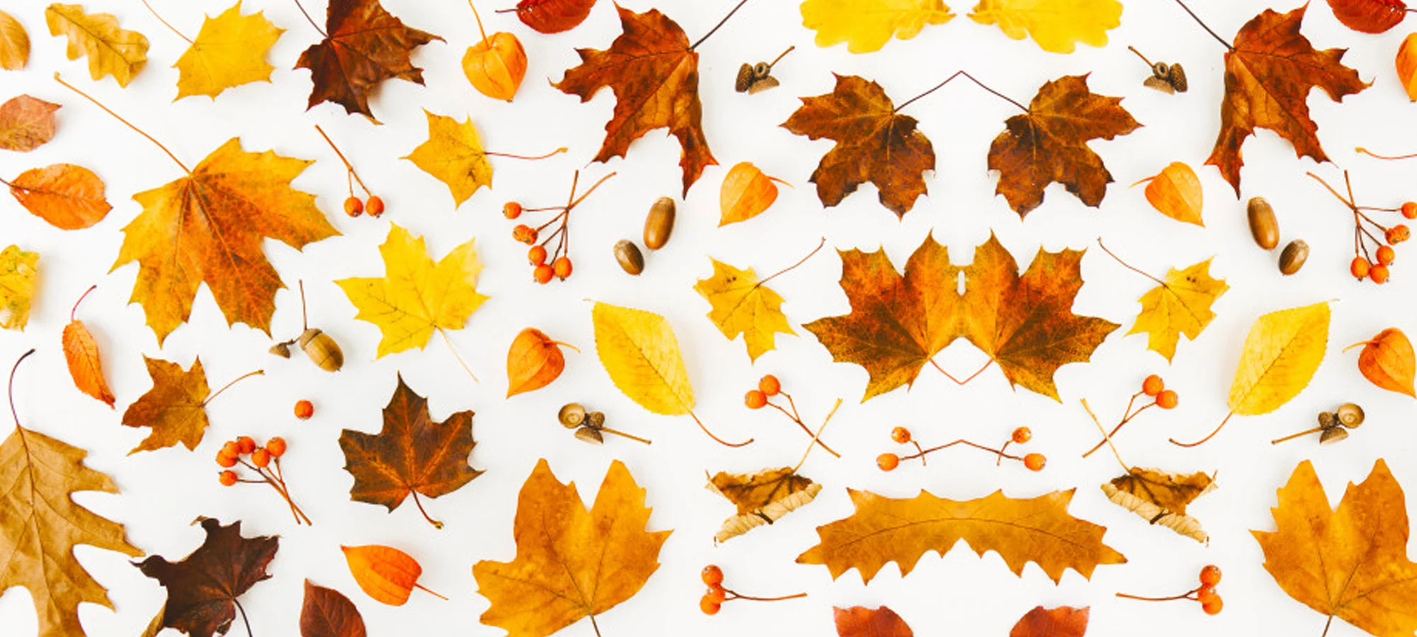 Thanksgiving-Harvest_Web-Banner.jpg