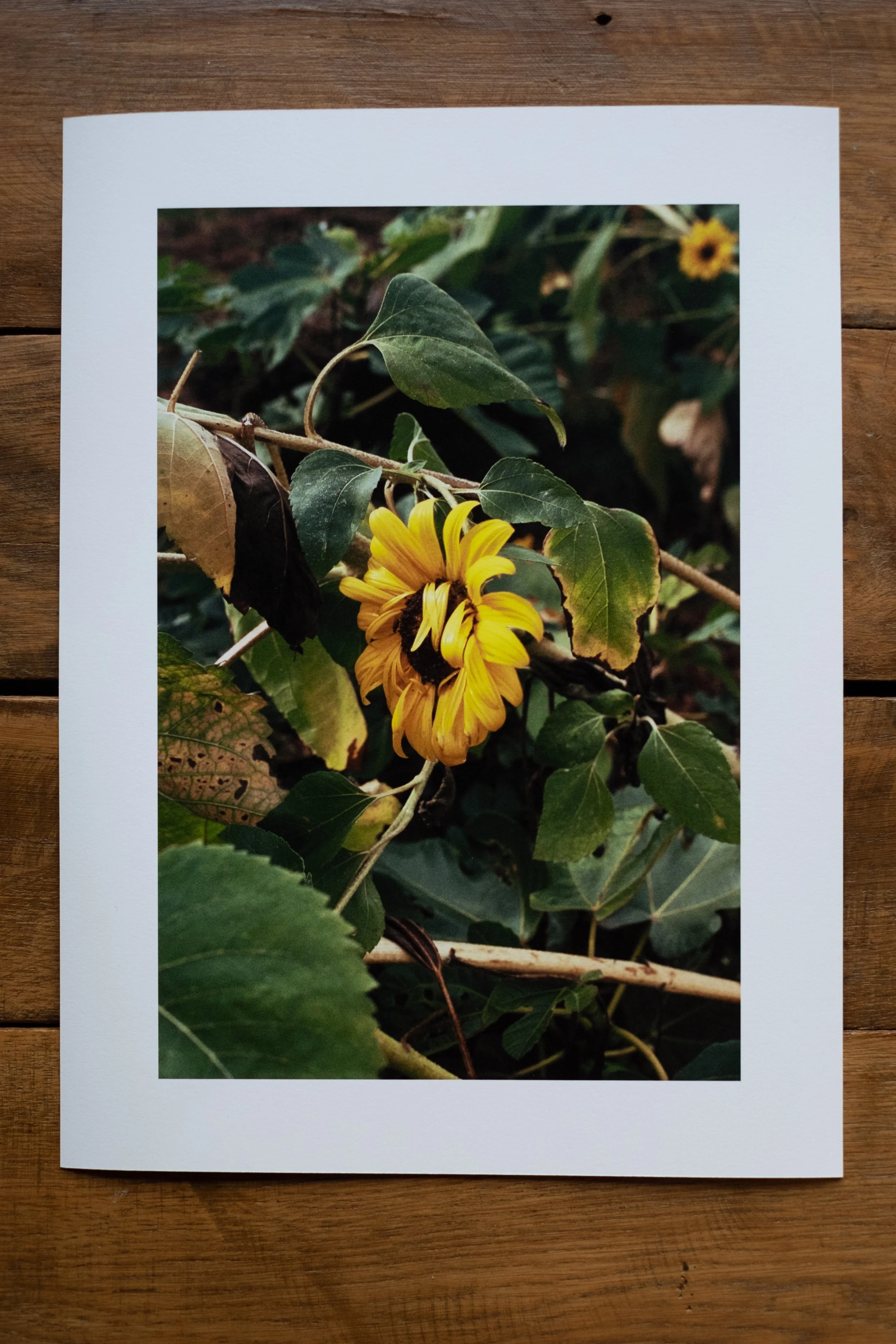 Sunflower 2020_pi.jpg