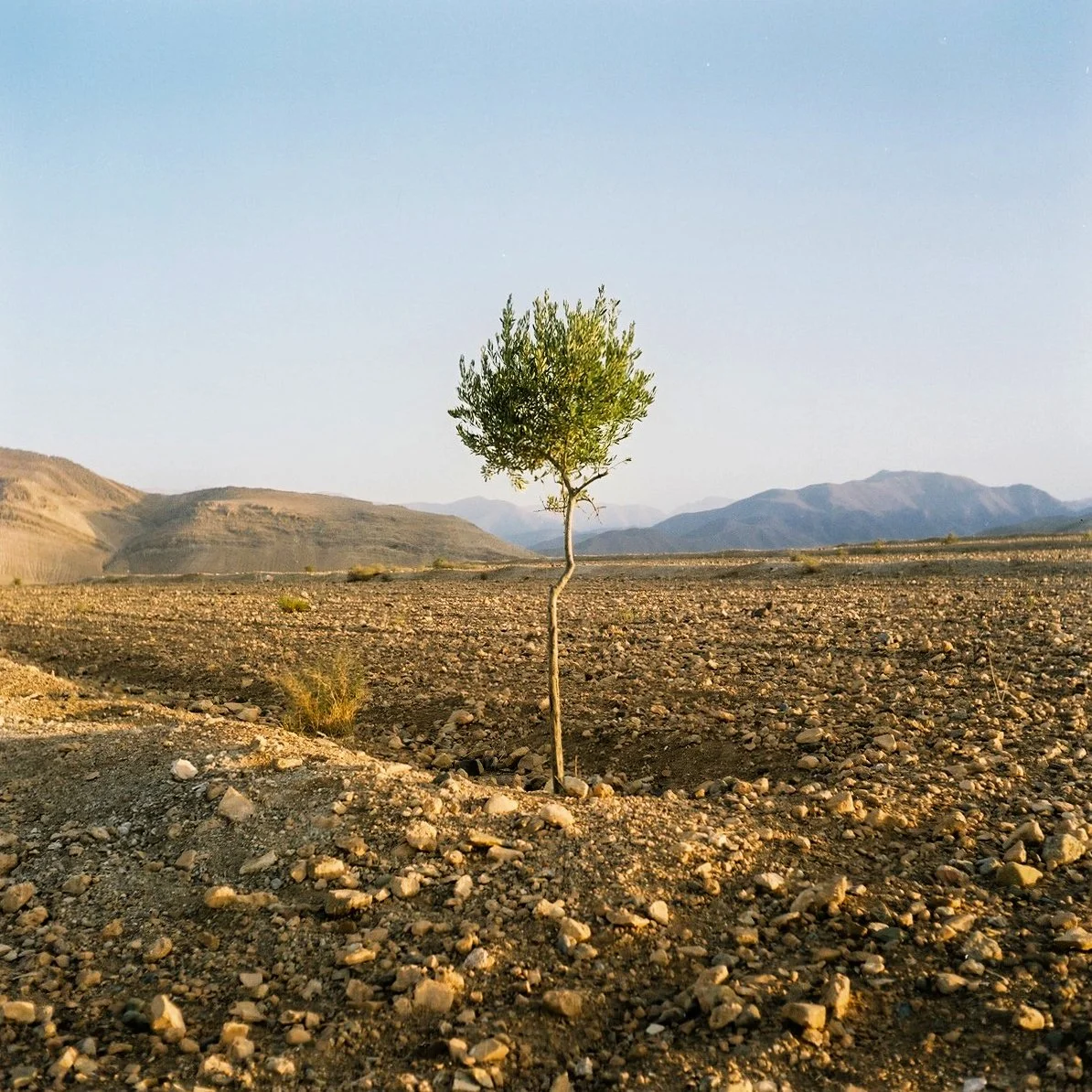 Lonesome Tree, 2017.jpg
